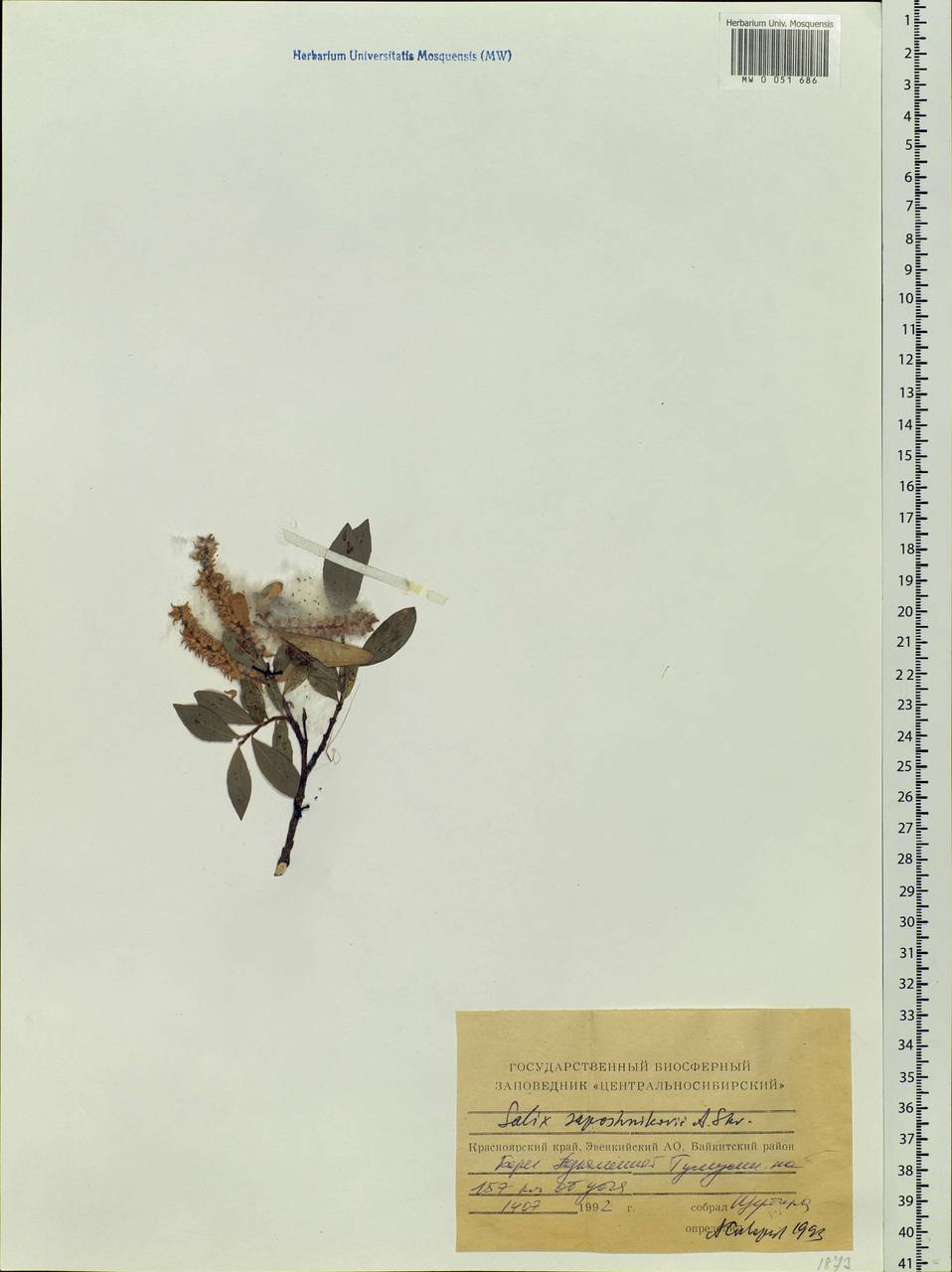 Salix saposhnikovii A. K. Skvortsov, Siberia, Central Siberia (S3) (Russia)