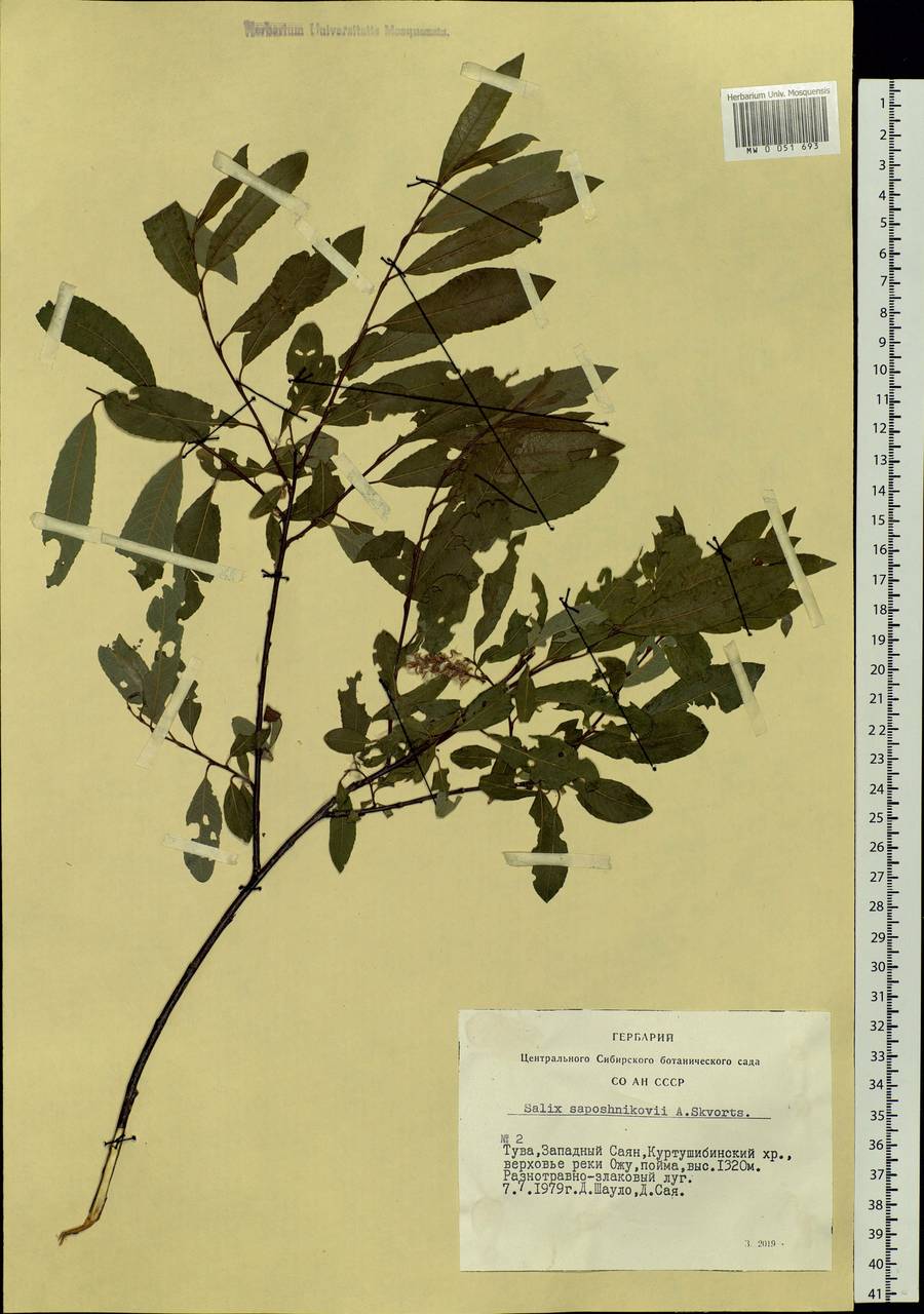 Salix saposhnikovii A. K. Skvortsov, Siberia, Altai & Sayany Mountains (S2) (Russia)