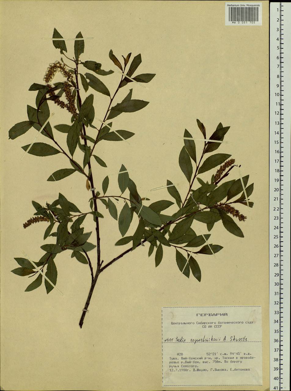 Salix saposhnikovii A. K. Skvortsov, Siberia, Altai & Sayany Mountains (S2) (Russia)