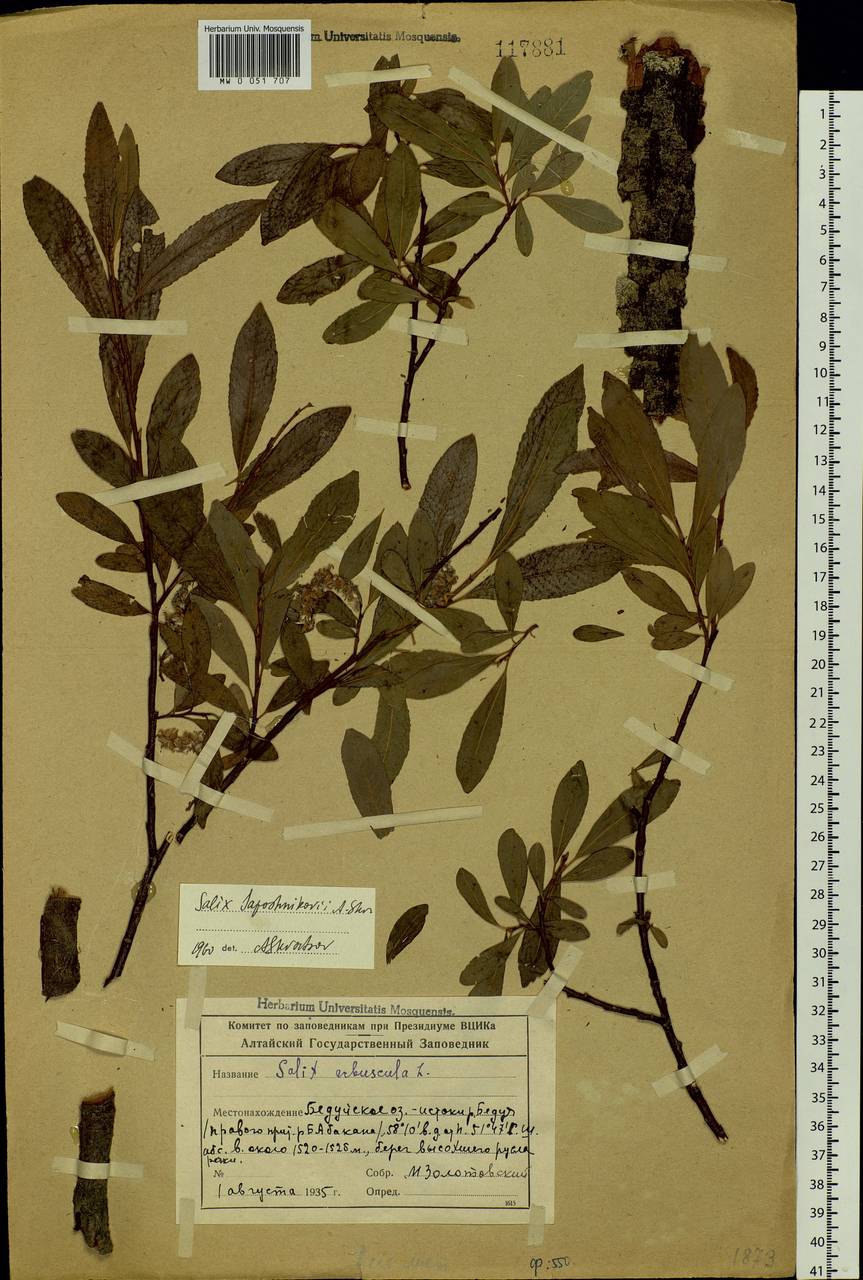 Salix saposhnikovii A. K. Skvortsov, Siberia, Altai & Sayany Mountains (S2) (Russia)