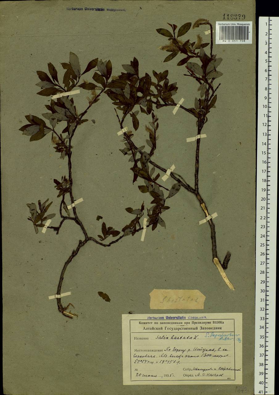 Salix saposhnikovii A. K. Skvortsov, Siberia, Altai & Sayany Mountains (S2) (Russia)