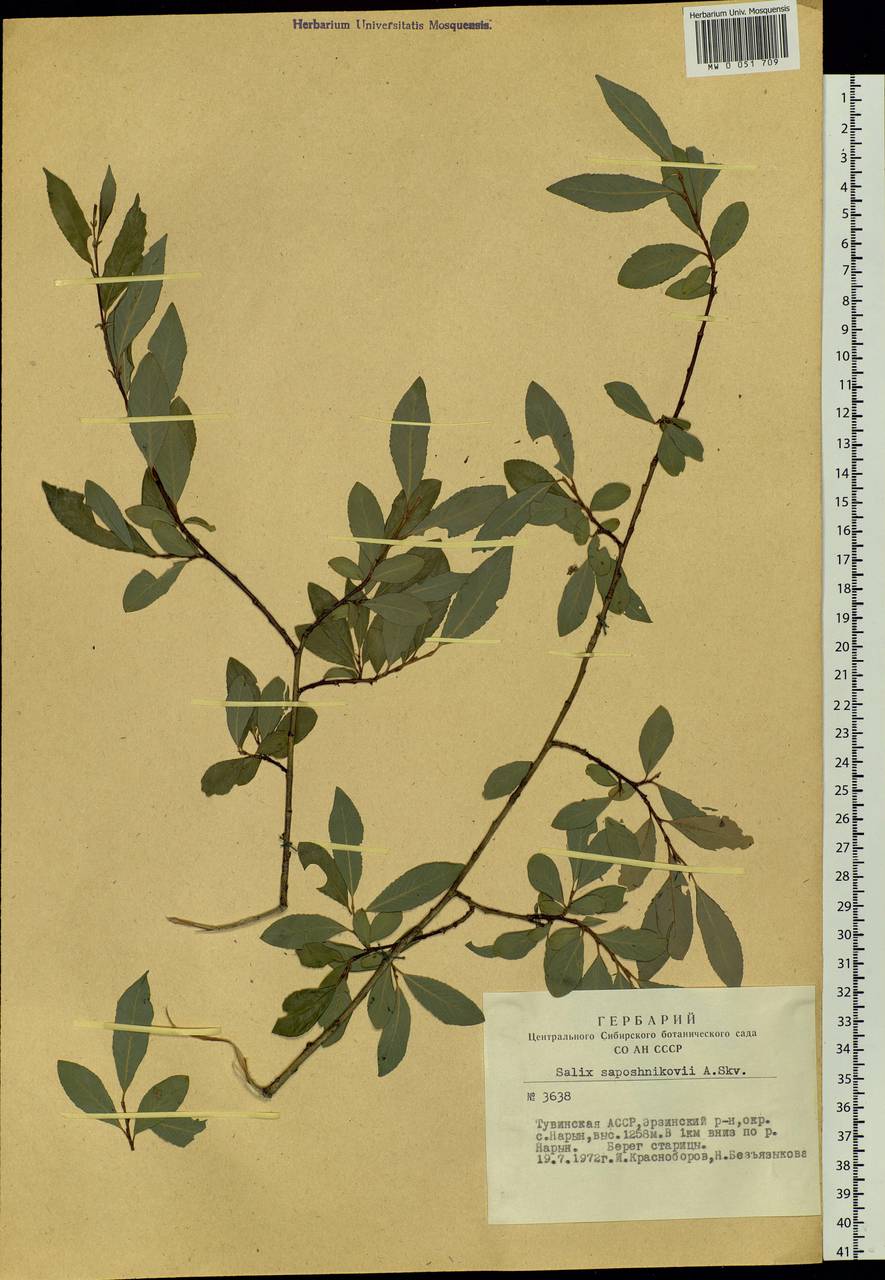 Salix saposhnikovii A. K. Skvortsov, Siberia, Altai & Sayany Mountains (S2) (Russia)