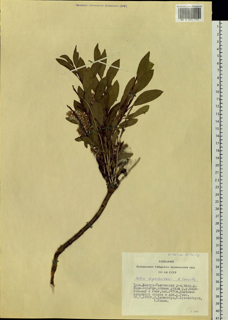 Salix saposhnikovii A. K. Skvortsov, Siberia, Altai & Sayany Mountains (S2) (Russia)