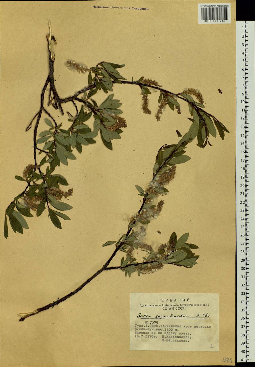 Salix saposhnikovii A. K. Skvortsov, Siberia, Altai & Sayany Mountains (S2) (Russia)