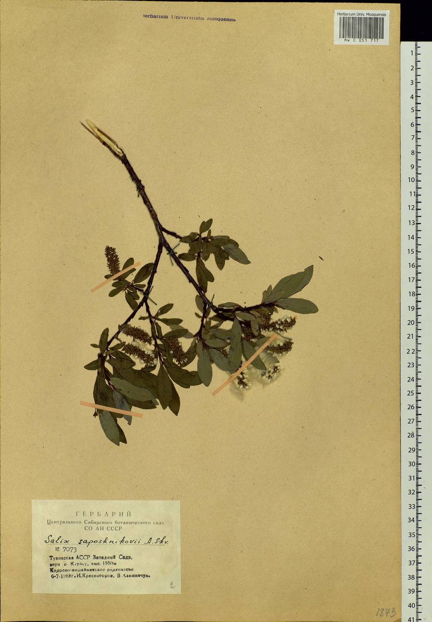 Salix saposhnikovii A.K.Skvortsov, Siberia, Altai & Sayany Mountains (S2) (Russia)