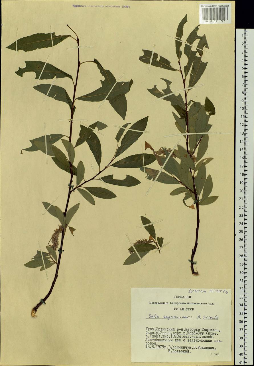 Salix saposhnikovii A. K. Skvortsov, Siberia, Altai & Sayany Mountains (S2) (Russia)