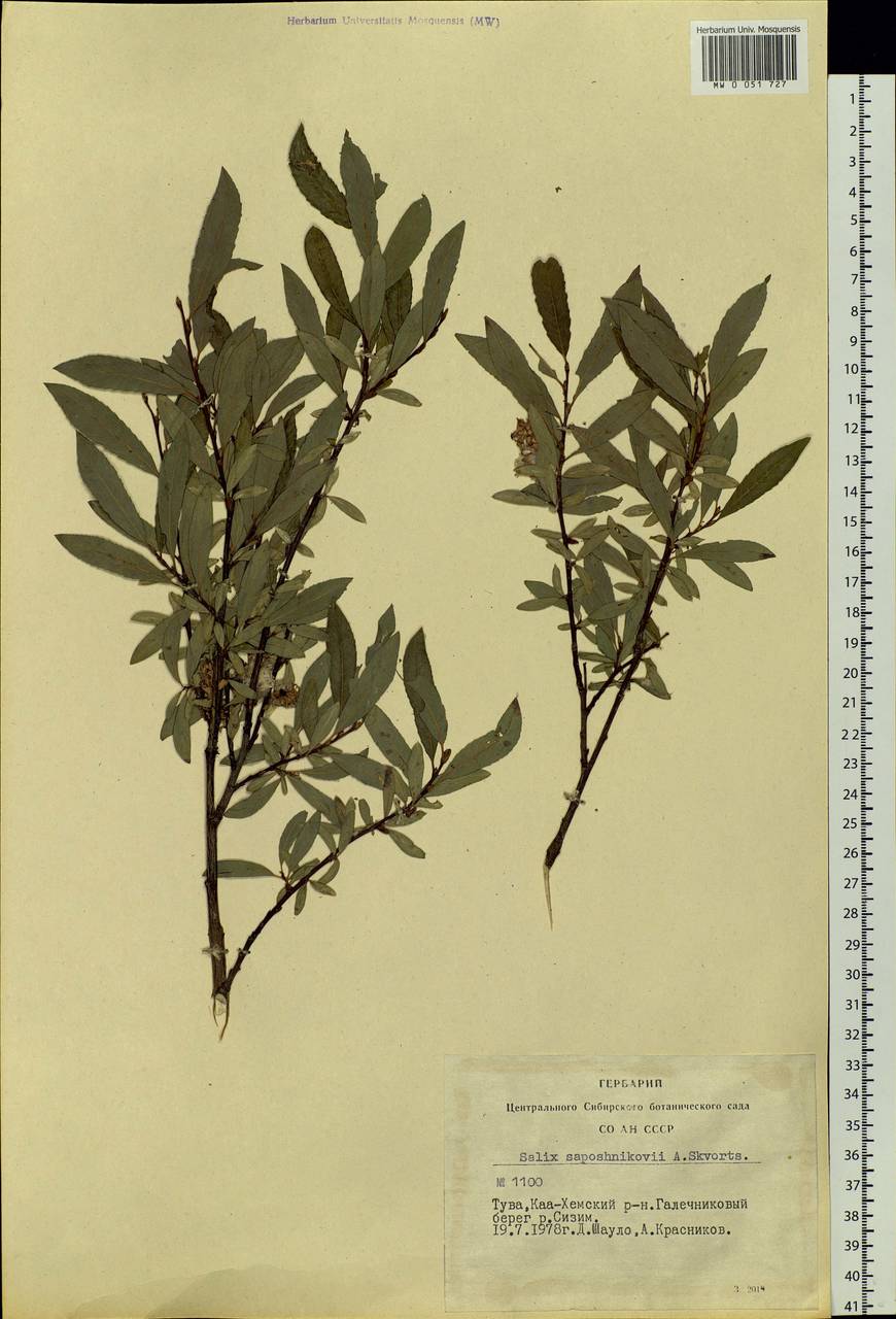 Salix saposhnikovii A. K. Skvortsov, Siberia, Altai & Sayany Mountains (S2) (Russia)
