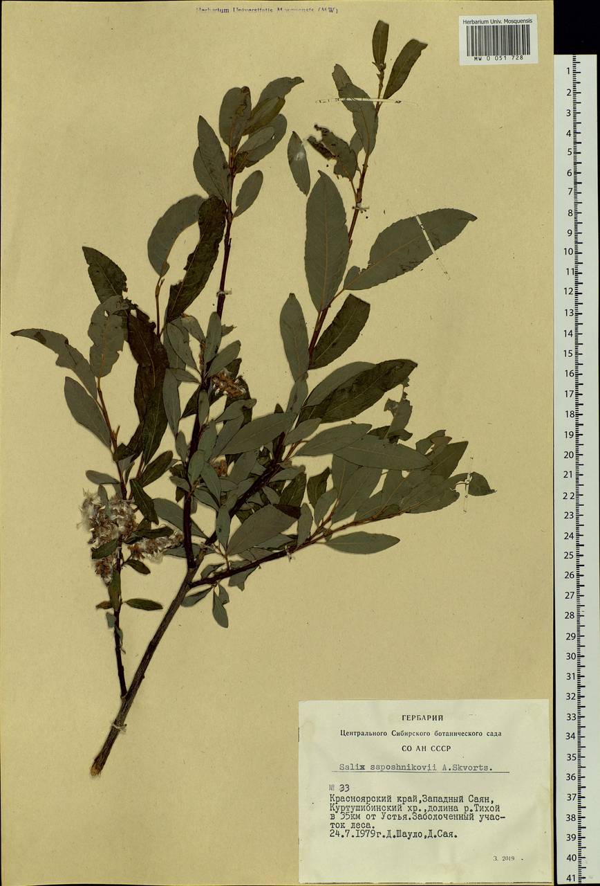 Salix saposhnikovii A. K. Skvortsov, Siberia, Altai & Sayany Mountains (S2) (Russia)