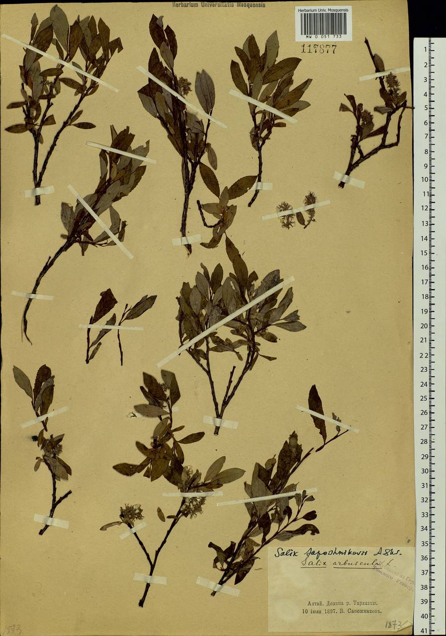 Salix saposhnikovii A. K. Skvortsov, Siberia, Altai & Sayany Mountains (S2) (Russia)