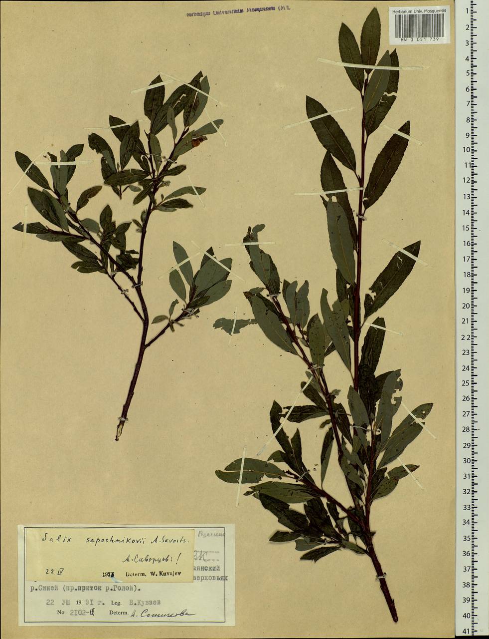 Salix saposhnikovii A. K. Skvortsov, Siberia, Altai & Sayany Mountains (S2) (Russia)