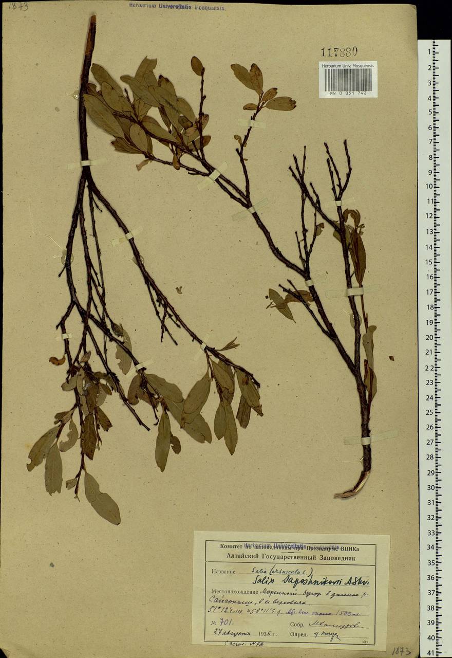 Salix saposhnikovii A. K. Skvortsov, Siberia, Altai & Sayany Mountains (S2) (Russia)