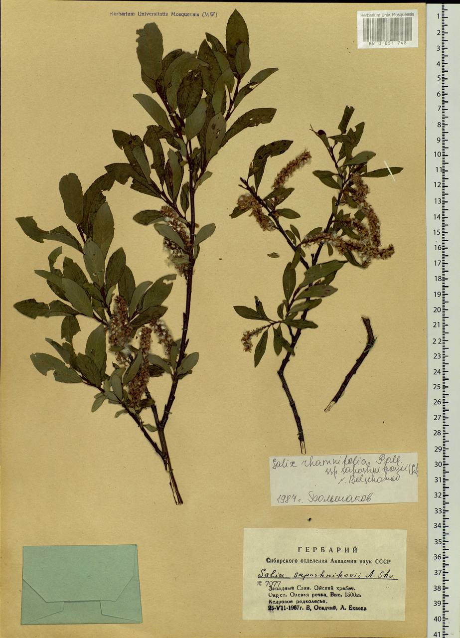 Salix saposhnikovii A. K. Skvortsov, Siberia, Altai & Sayany Mountains (S2) (Russia)