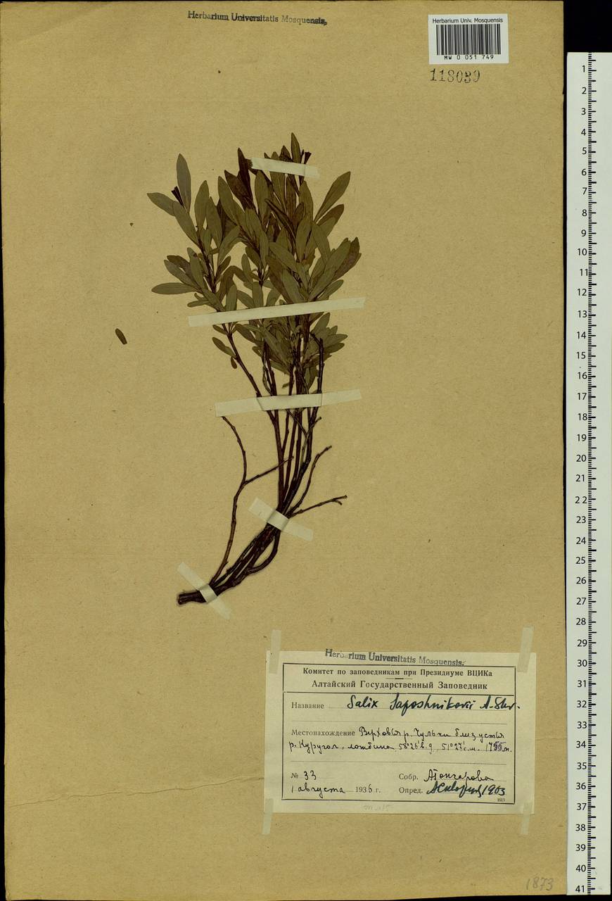 Salix saposhnikovii A. K. Skvortsov, Siberia, Altai & Sayany Mountains (S2) (Russia)
