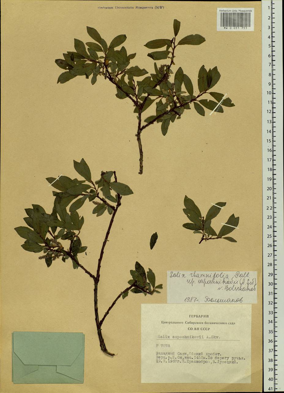 Salix saposhnikovii A. K. Skvortsov, Siberia, Altai & Sayany Mountains (S2) (Russia)