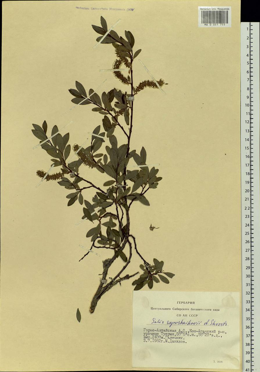 Salix saposhnikovii A. K. Skvortsov, Siberia, Altai & Sayany Mountains (S2) (Russia)