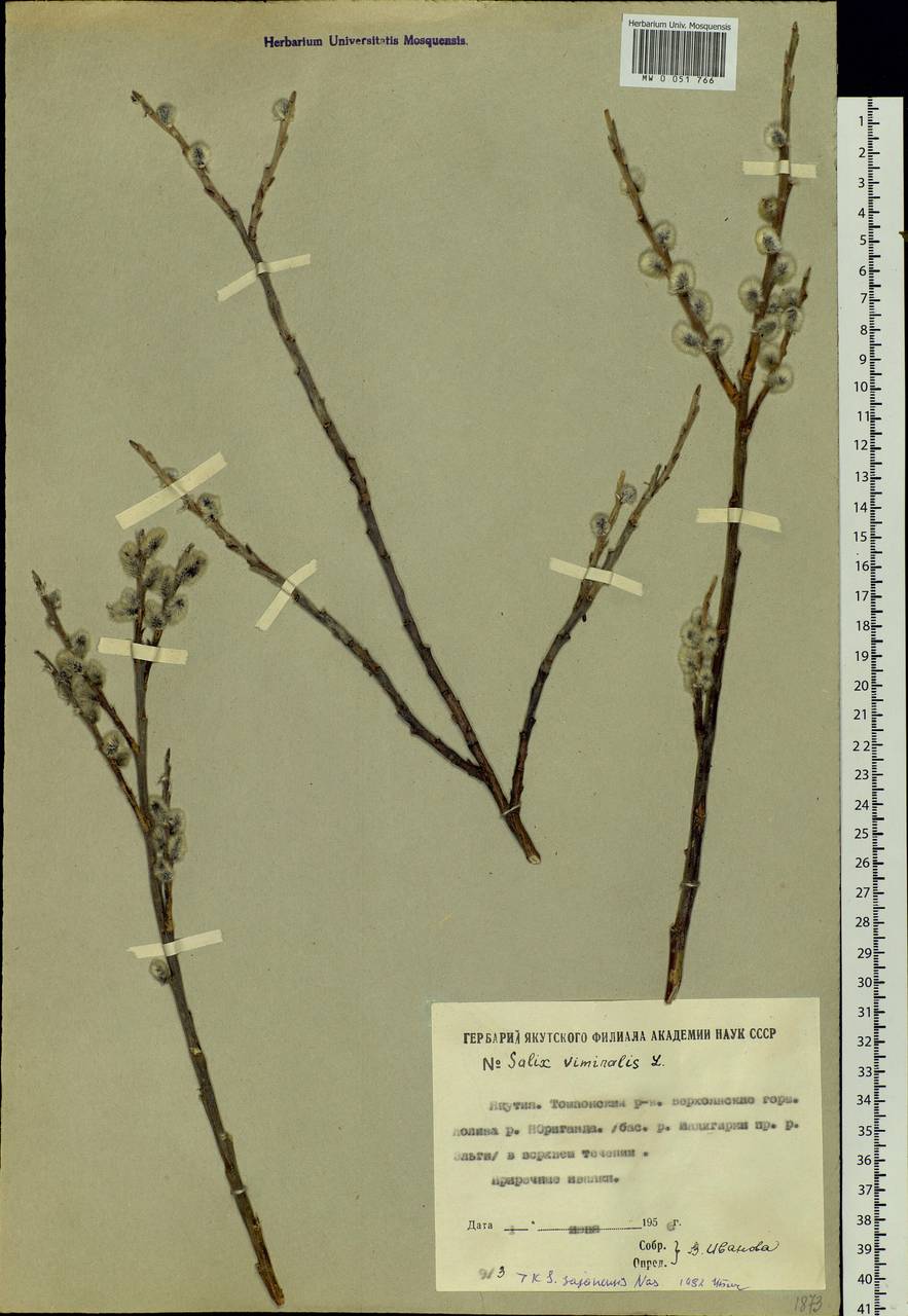 Salix sajanensis Nasarow, Siberia, Yakutia (S5) (Russia)