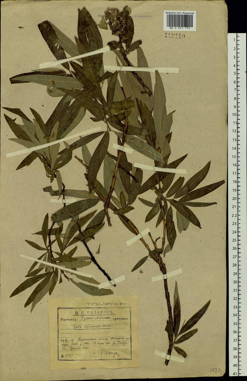 Salix sajanensis Nasarow, Siberia, Baikal & Transbaikal region (S4) (Russia)