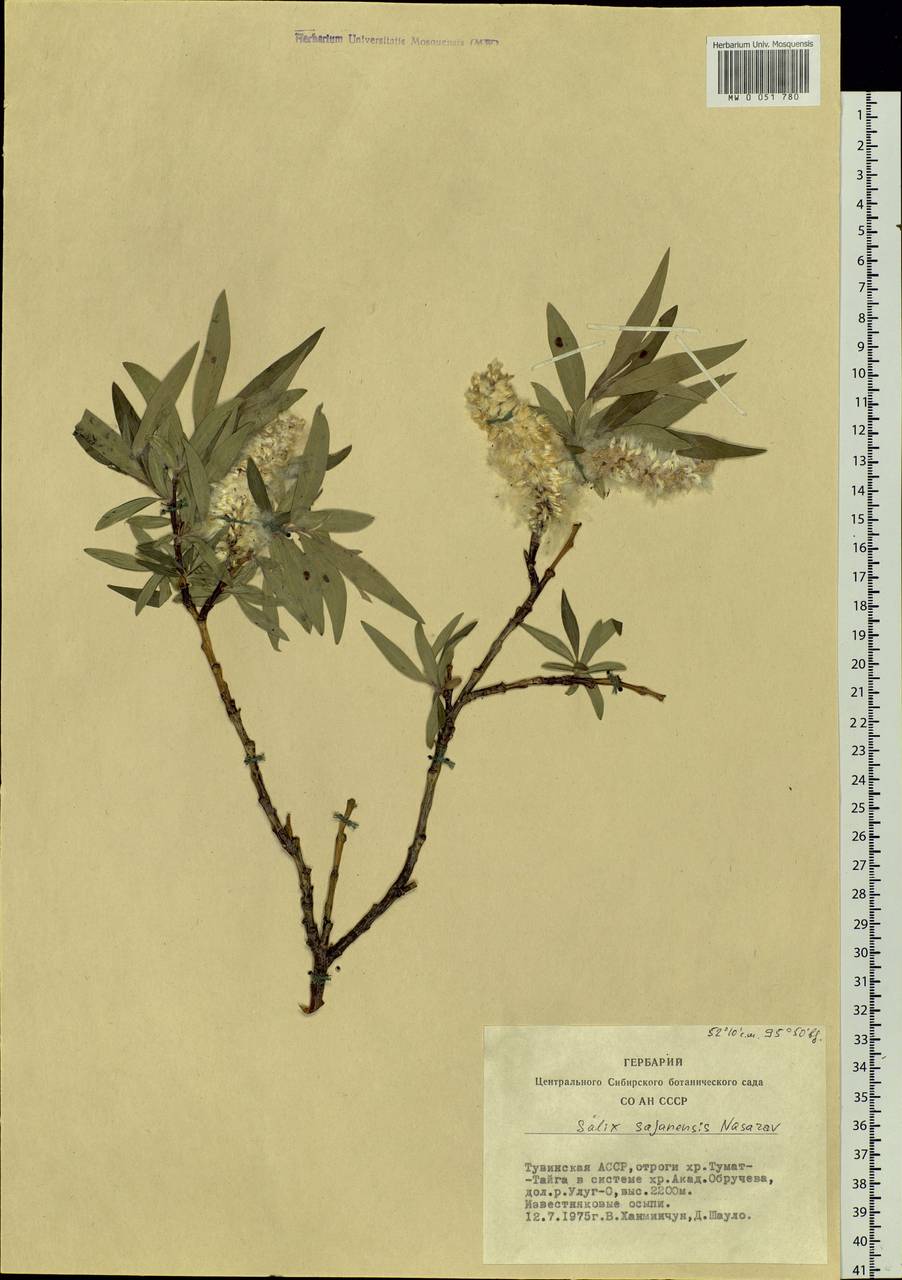 Salix sajanensis Nasarow, Siberia, Altai & Sayany Mountains (S2) (Russia)