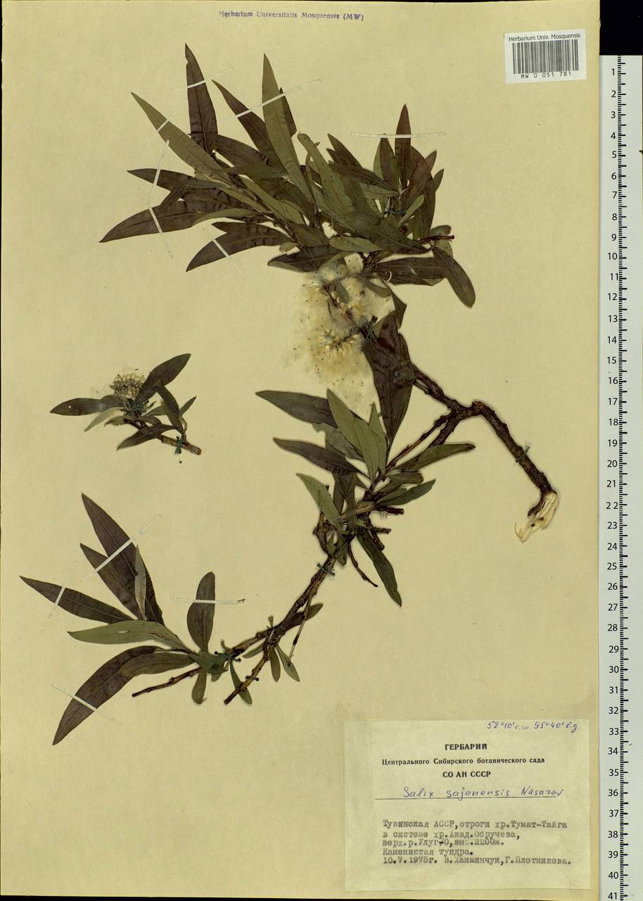 Salix sajanensis Nasarow, Siberia, Altai & Sayany Mountains (S2) (Russia)