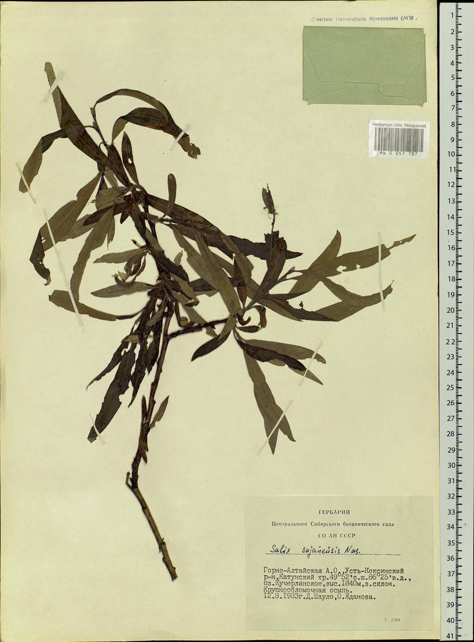 Salix sajanensis Nasarow, Siberia, Altai & Sayany Mountains (S2) (Russia)