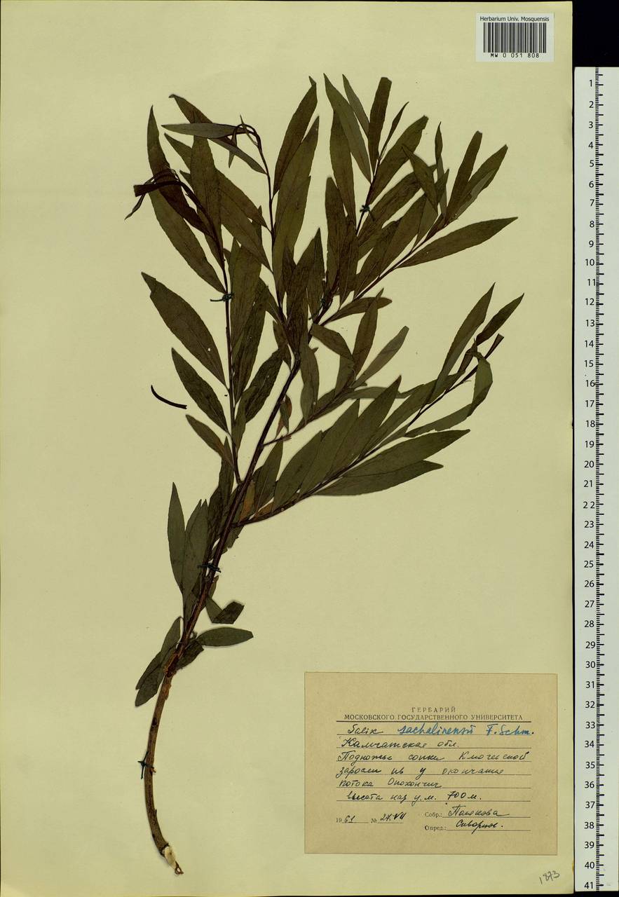 Salix sachalinensis F. Schmidt, Siberia, Chukotka & Kamchatka (S7) (Russia)