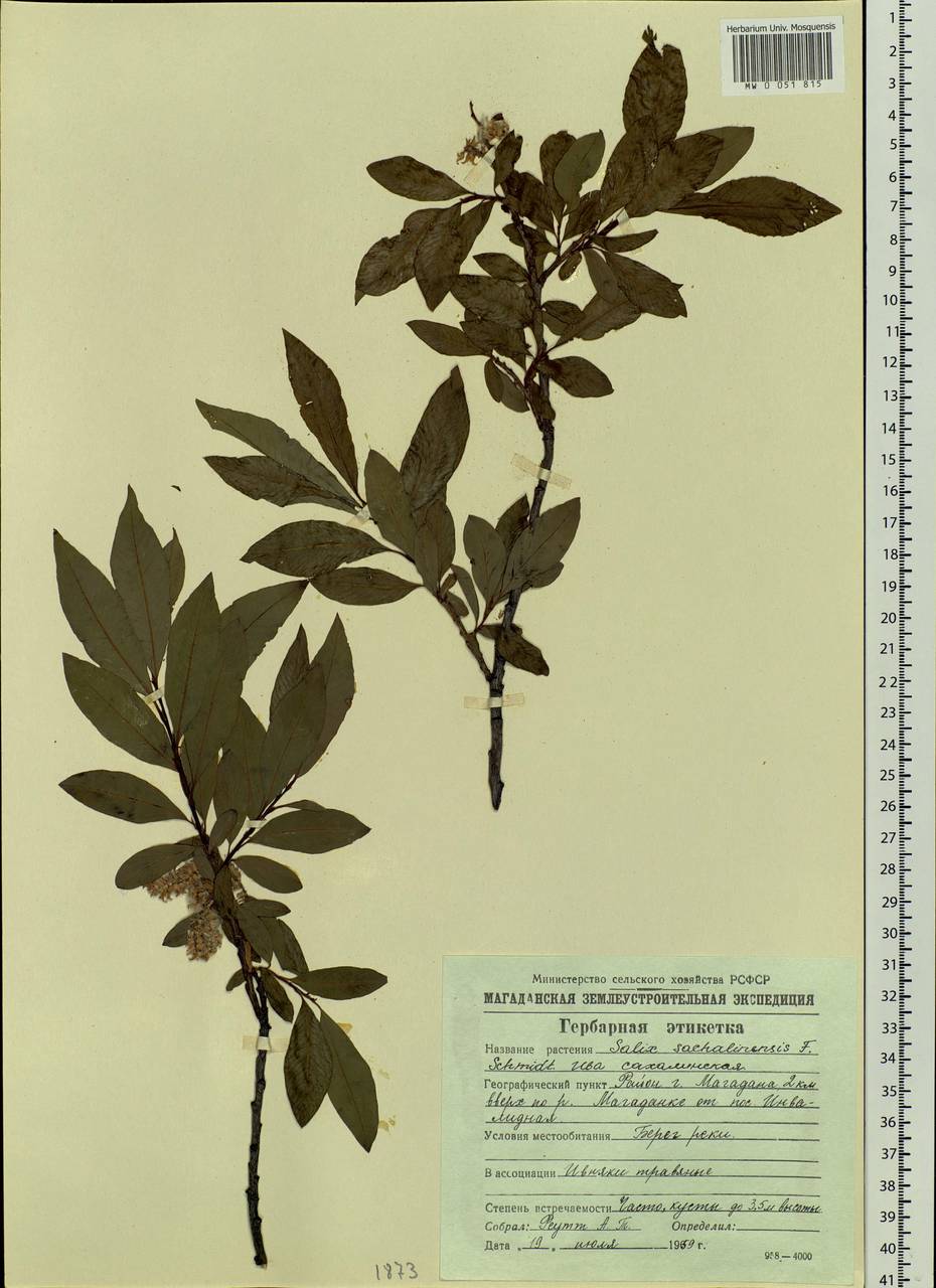 Salix sachalinensis F. Schmidt, Siberia, Chukotka & Kamchatka (S7) (Russia)