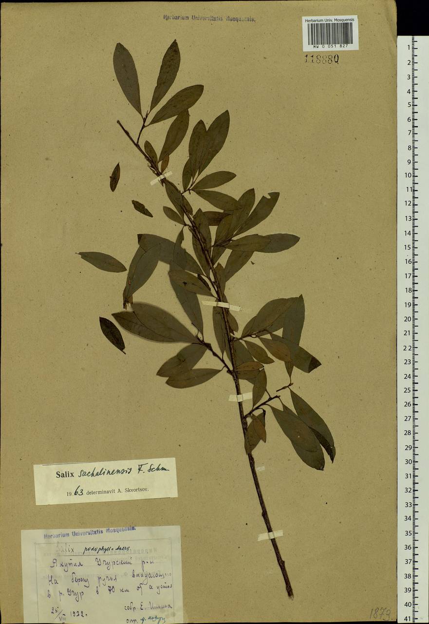 Salix sachalinensis F. Schmidt, Siberia, Yakutia (S5) (Russia)