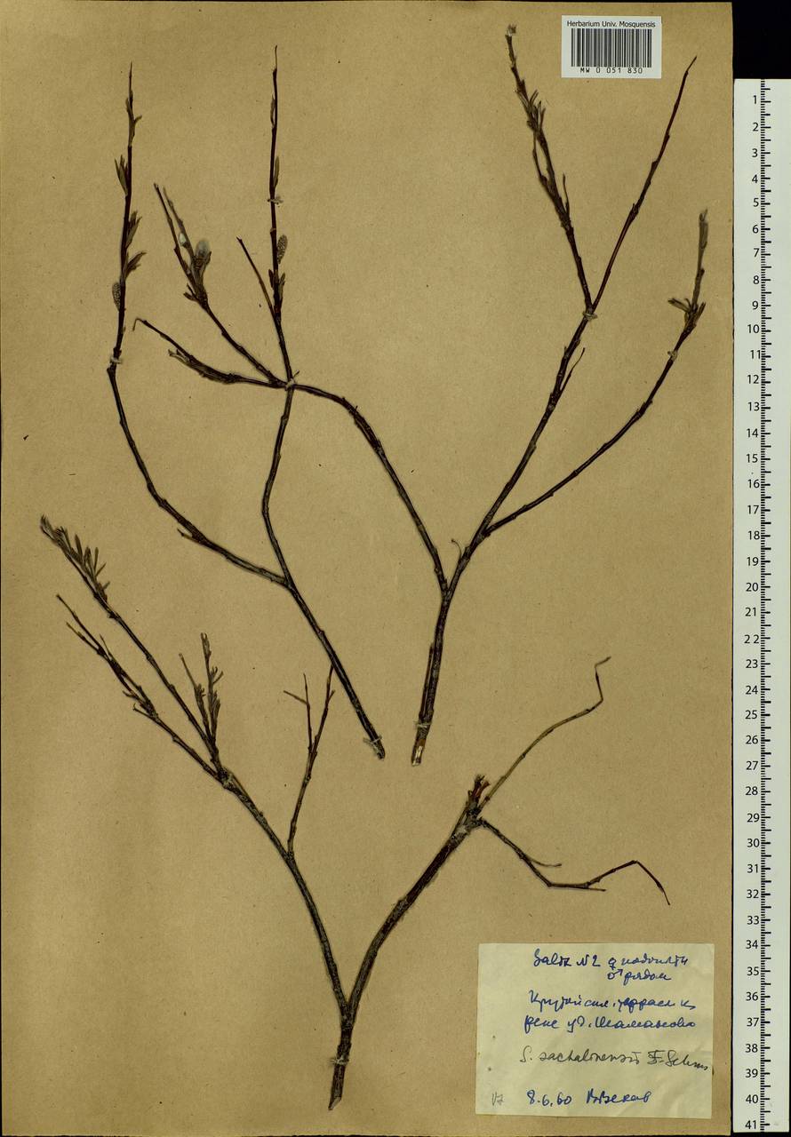 Salix sachalinensis F. Schmidt, Siberia, Yakutia (S5) (Russia)