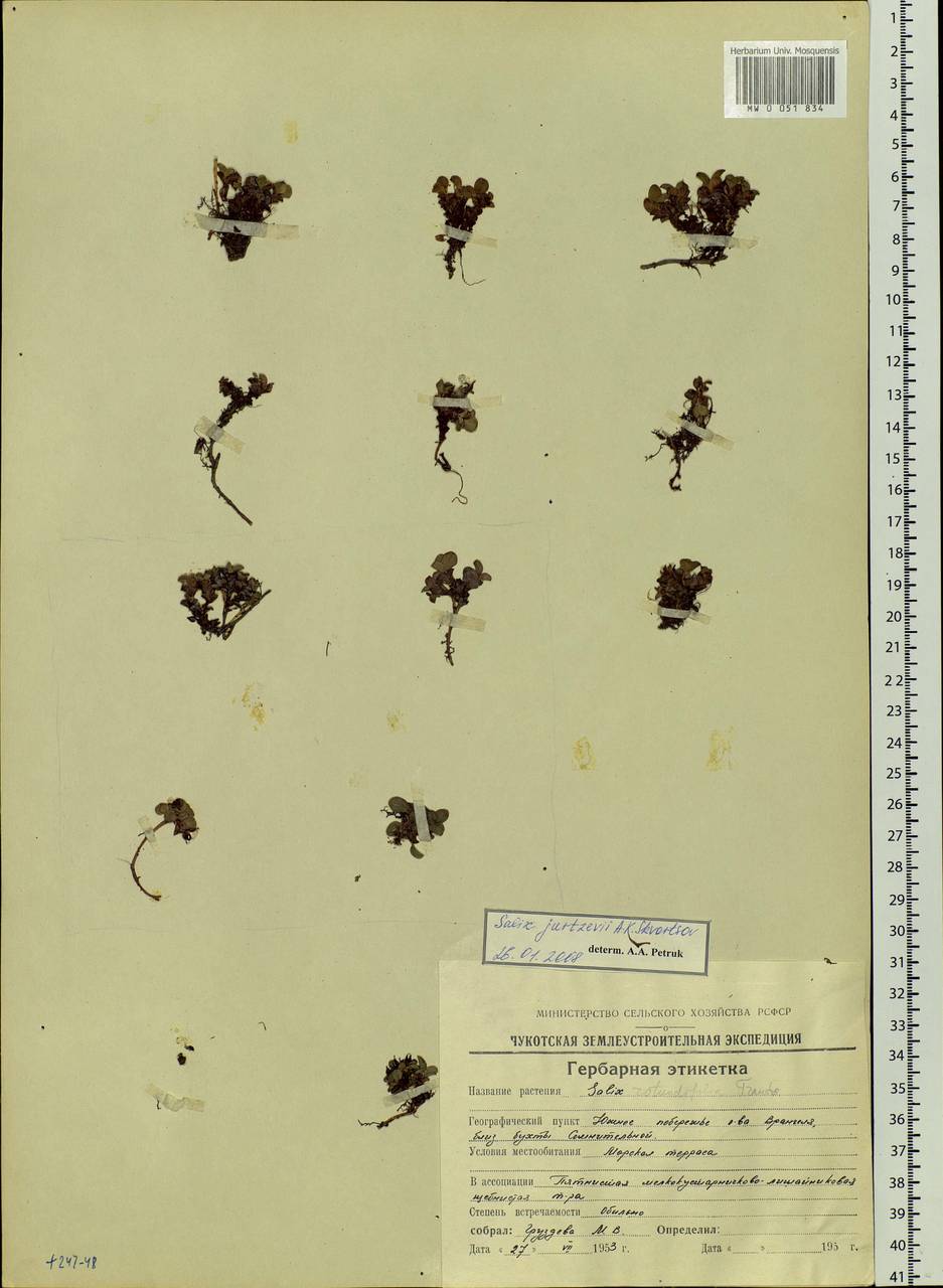 Salix rotundifolia Trautv., Siberia, Chukotka & Kamchatka (S7) (Russia)