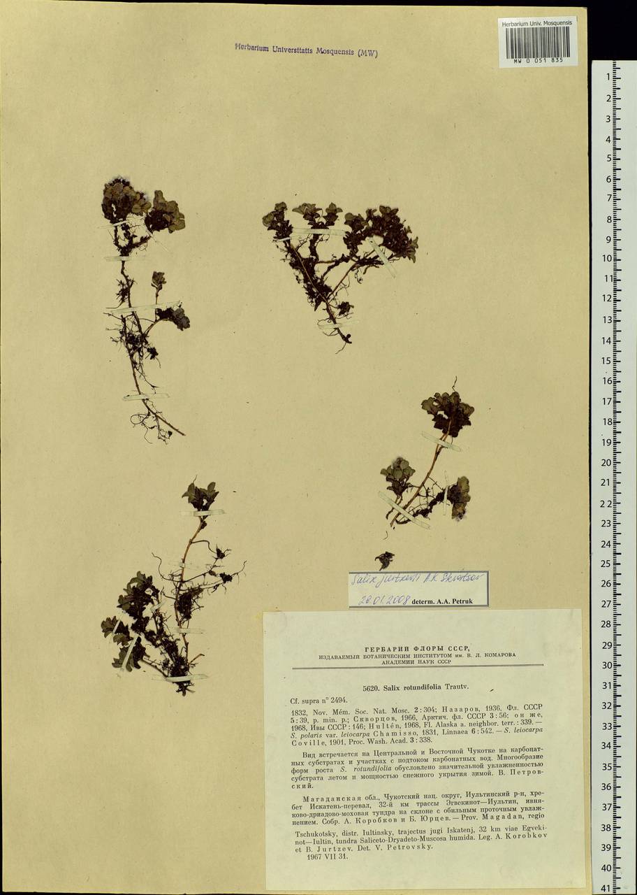 Salix rotundifolia Trautv., Siberia, Chukotka & Kamchatka (S7) (Russia)