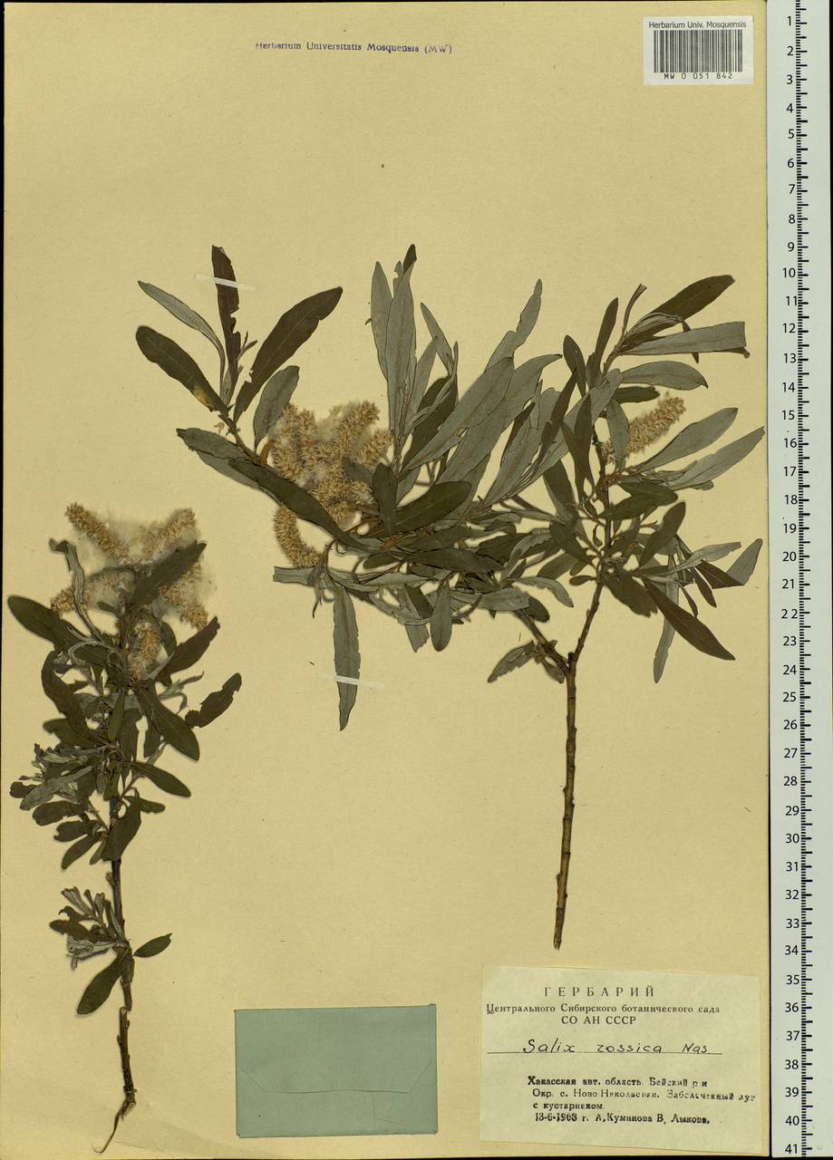 Salix viminalis, Siberia, Altai & Sayany Mountains (S2) (Russia)