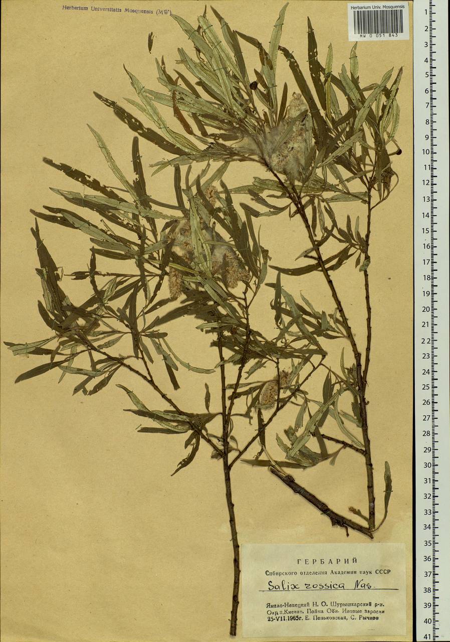 Salix viminalis, Siberia, Western Siberia (S1) (Russia)
