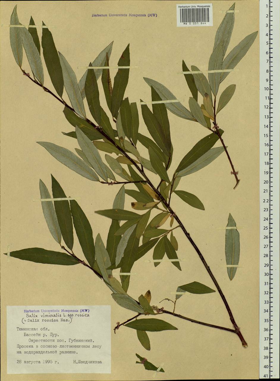 Salix viminalis, Siberia, Western Siberia (S1) (Russia)