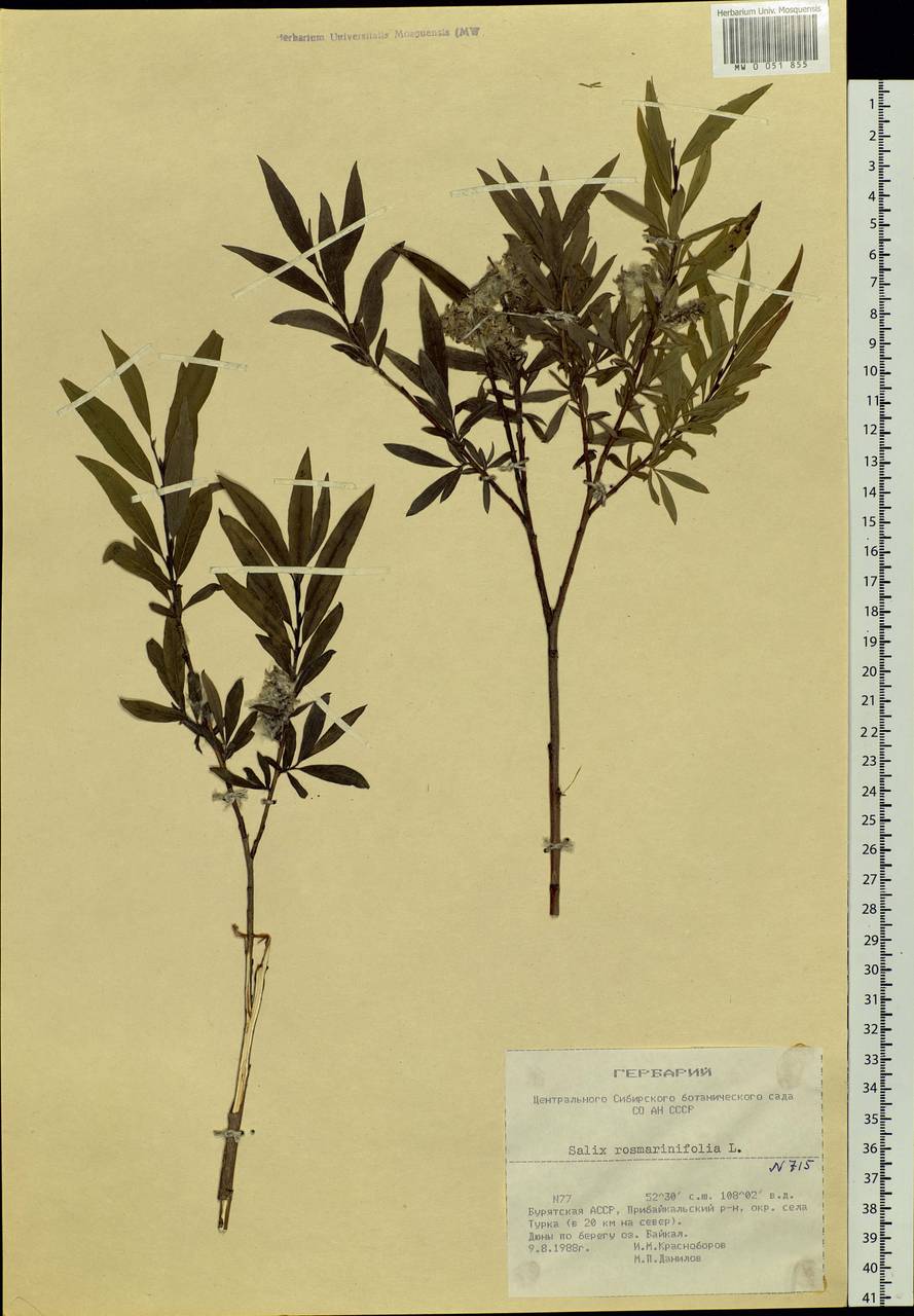 Salix rosmarinifolia L., Siberia, Baikal & Transbaikal region (S4) (Russia)