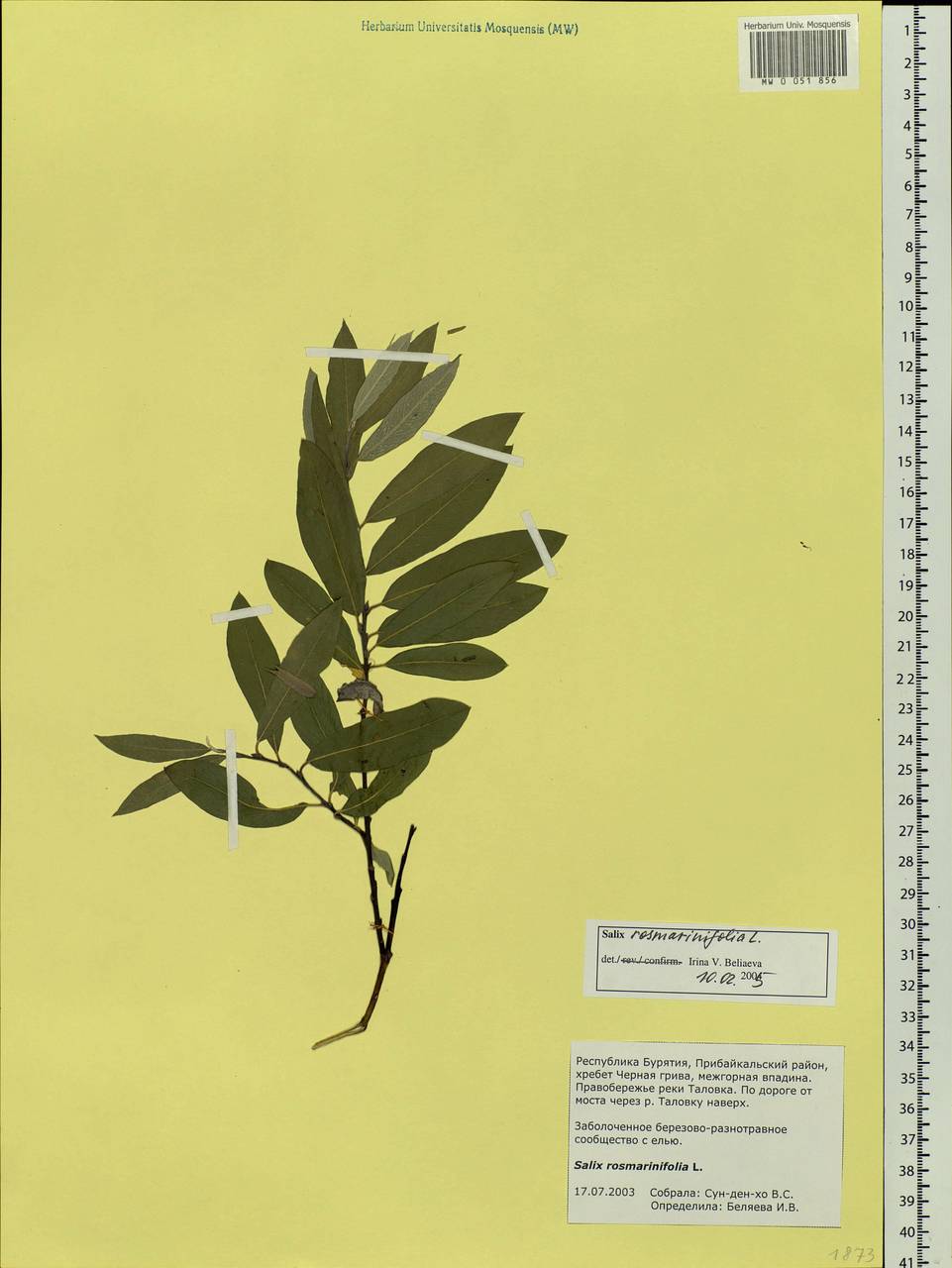 Salix rosmarinifolia L., Siberia, Baikal & Transbaikal region (S4) (Russia)