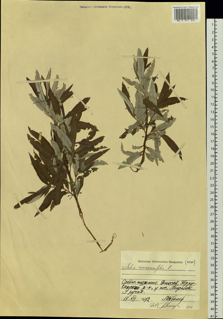 Salix rosmarinifolia L., Siberia, Central Siberia (S3) (Russia)