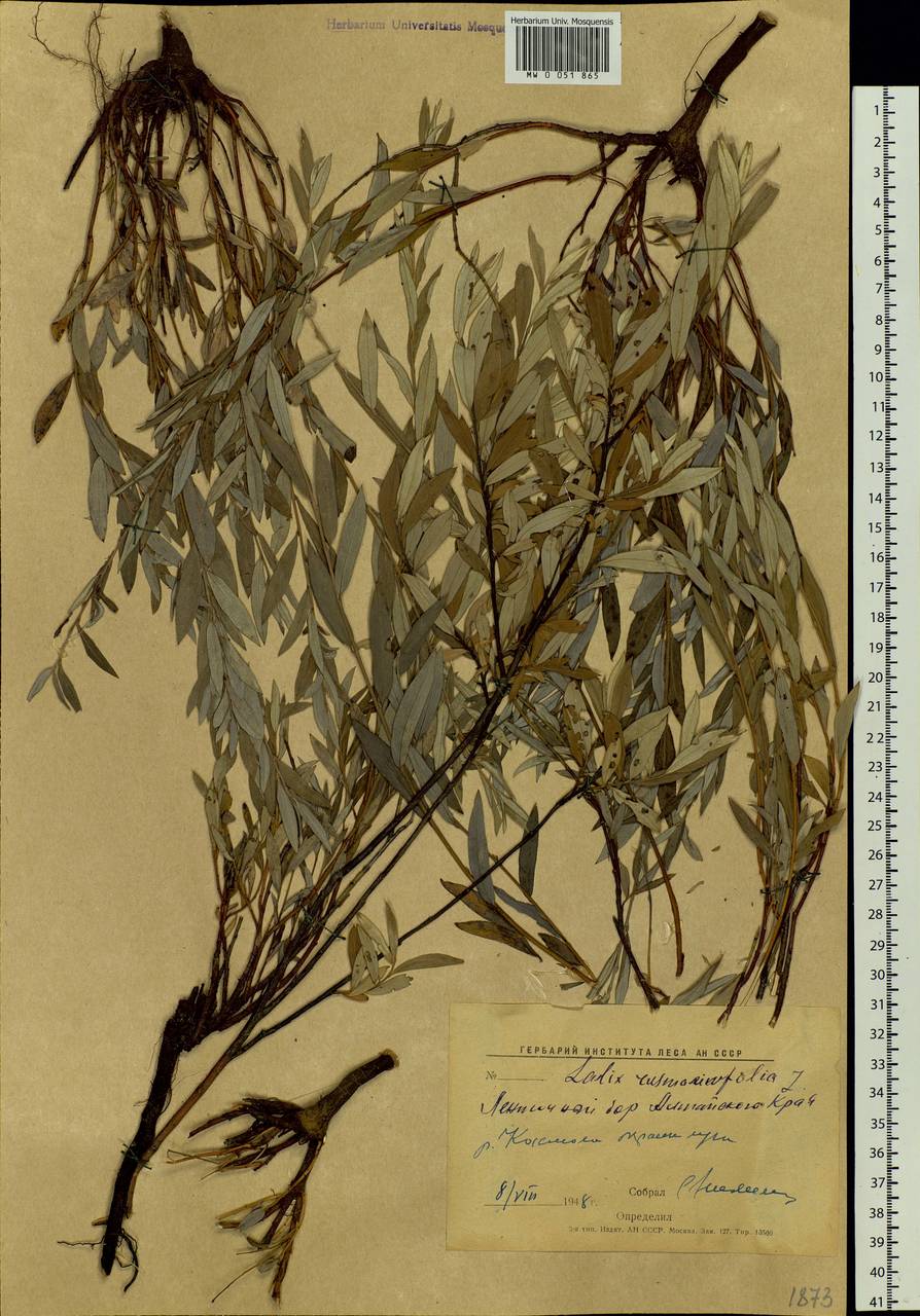 Salix rosmarinifolia L., Siberia, Altai & Sayany Mountains (S2) (Russia)