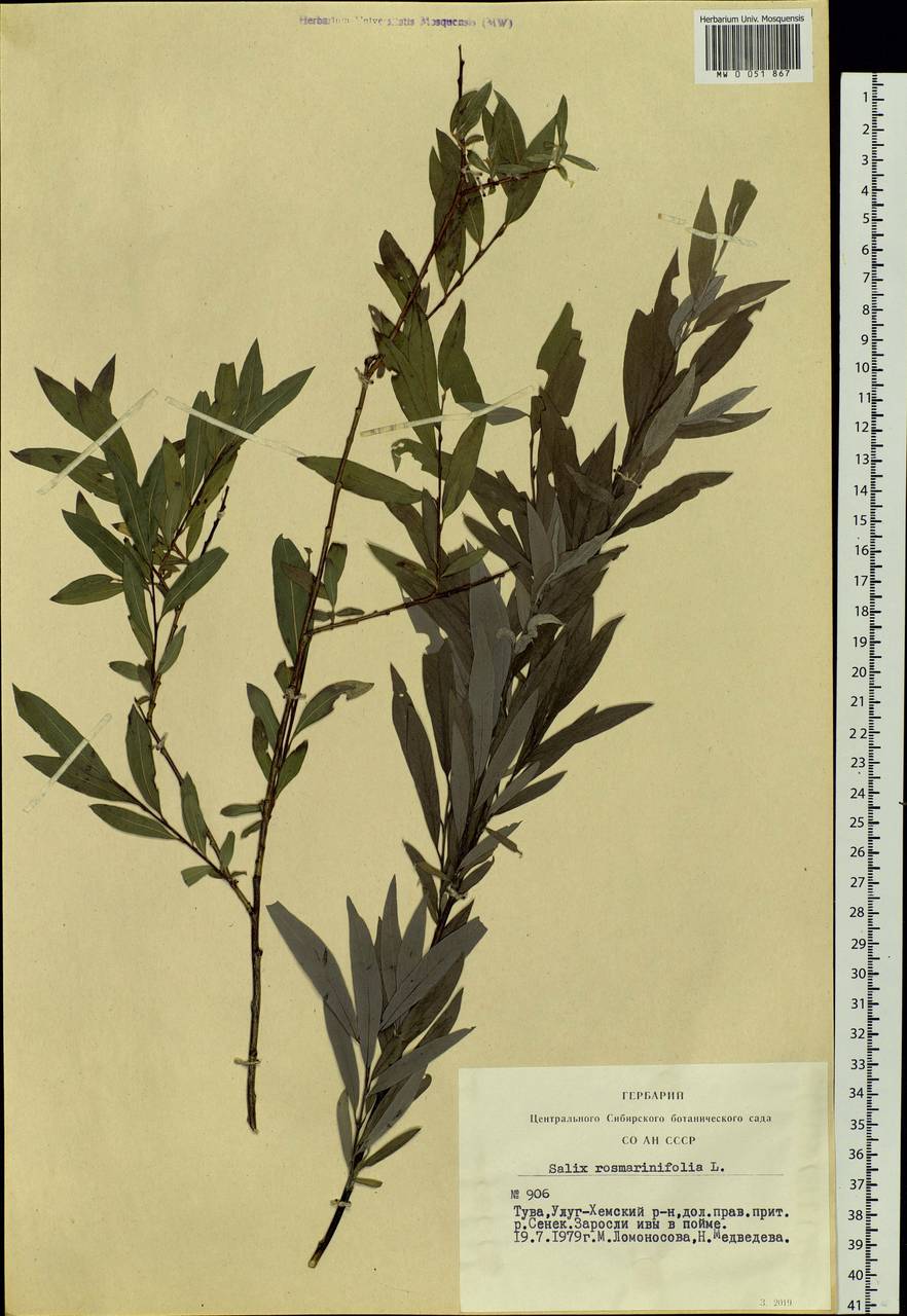 Salix rosmarinifolia L., Siberia, Altai & Sayany Mountains (S2) (Russia)