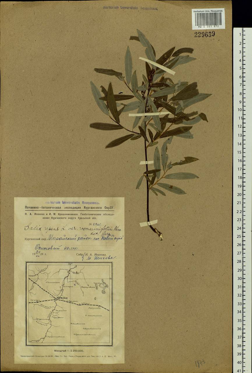 Salix rosmarinifolia L., Siberia, Western Siberia (S1) (Russia)