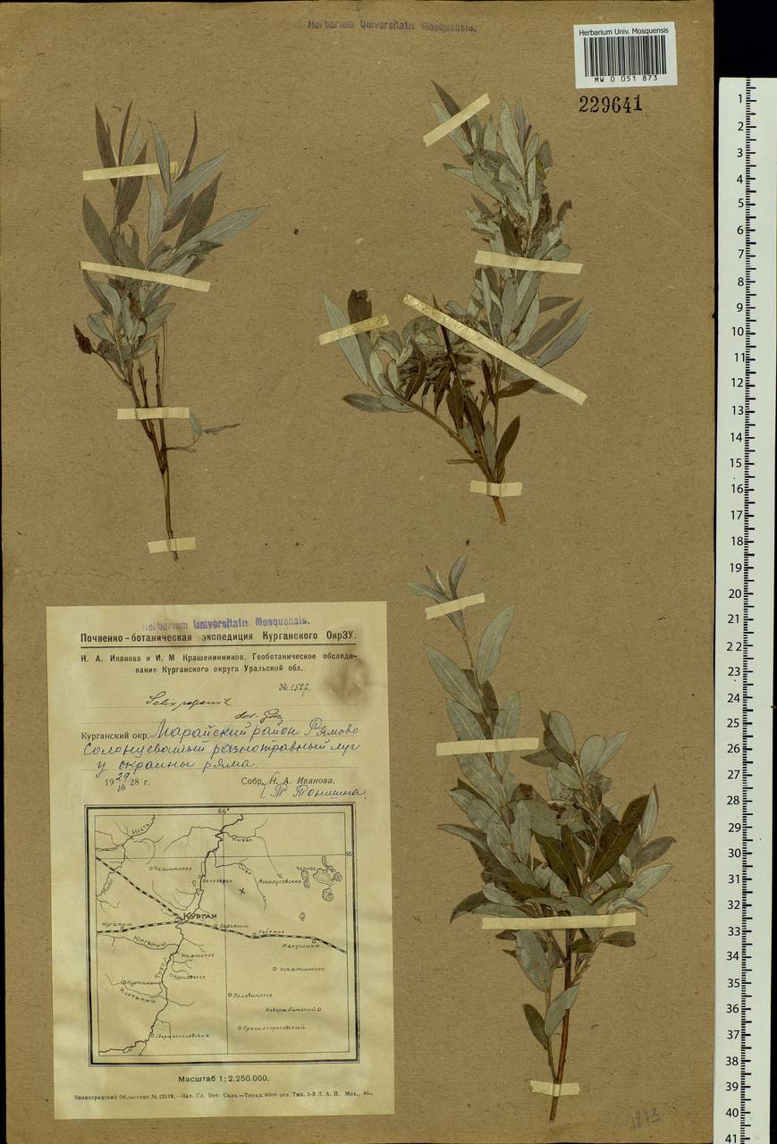 Salix rosmarinifolia L., Siberia, Western Siberia (S1) (Russia)