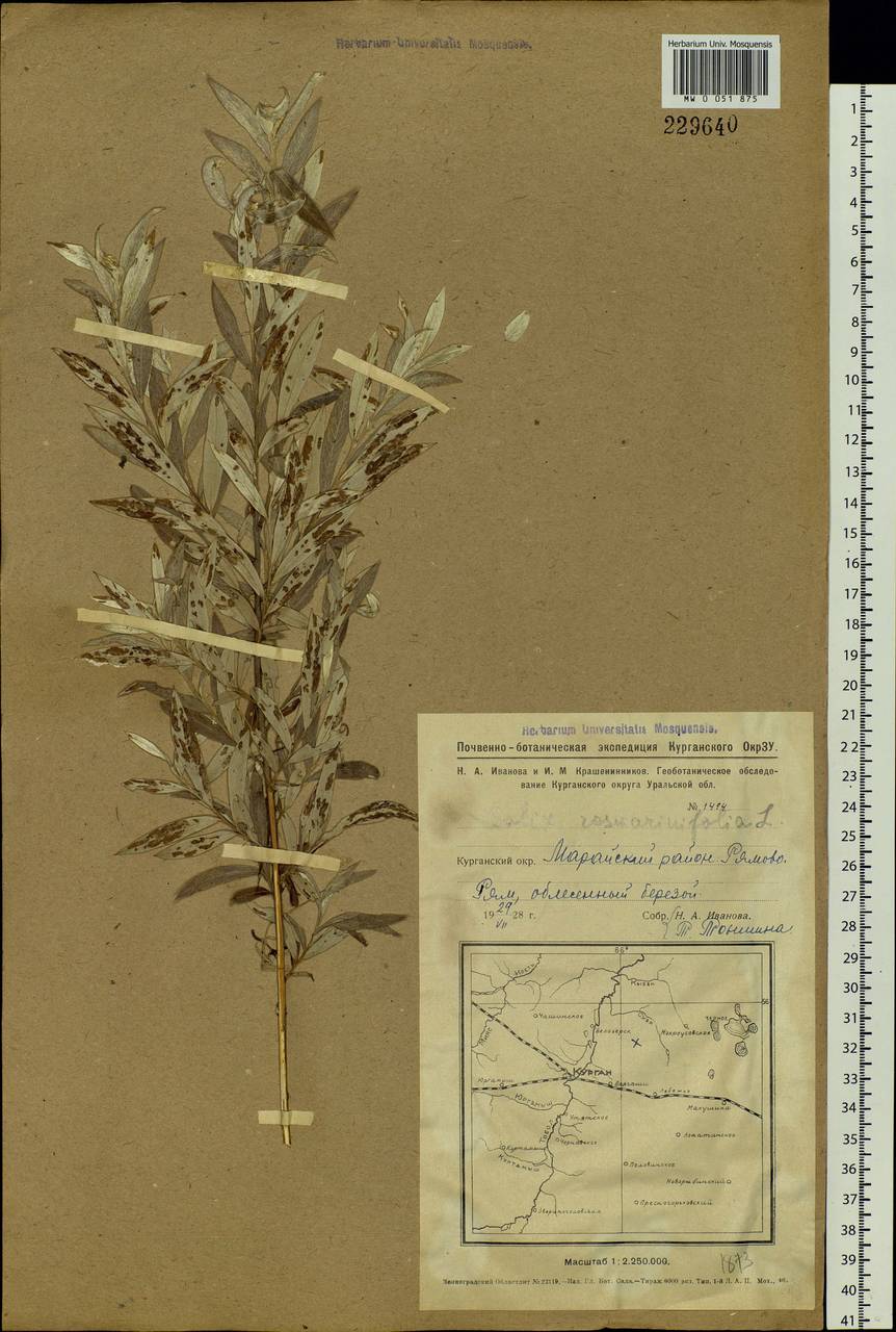 Salix rosmarinifolia L., Siberia, Western Siberia (S1) (Russia)