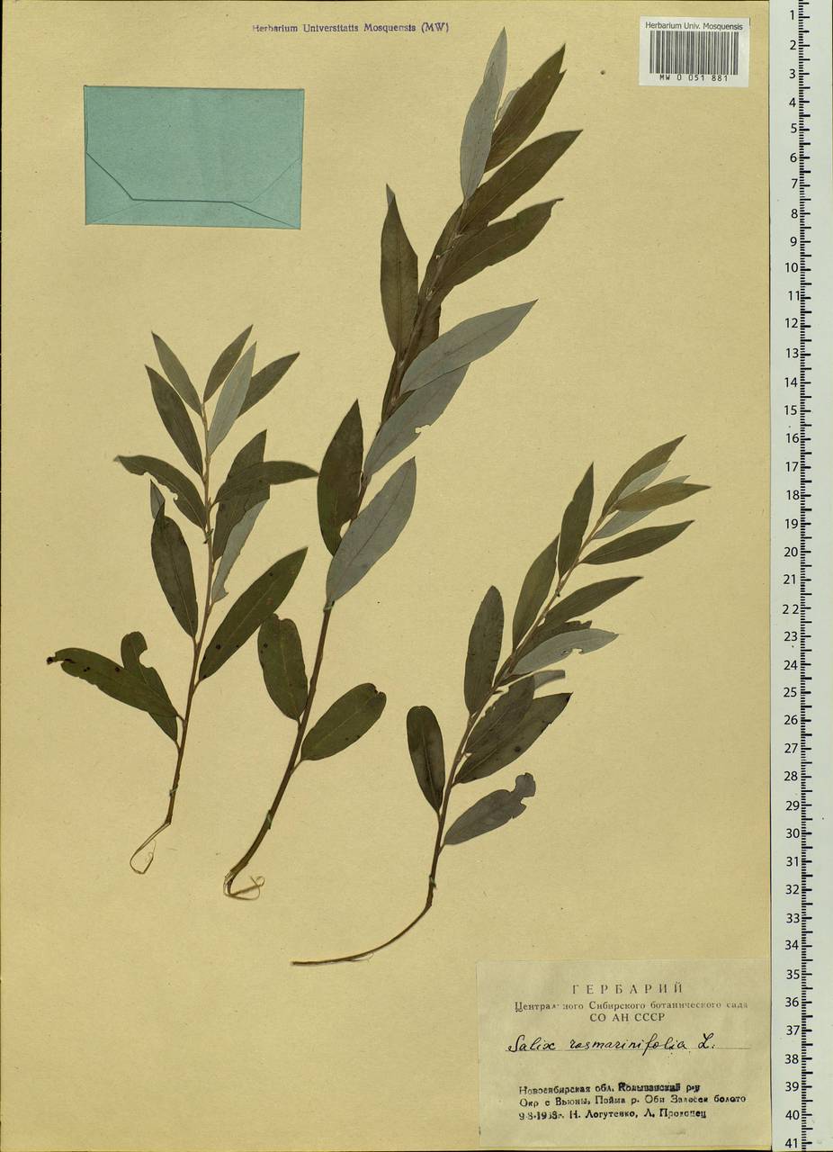Salix rosmarinifolia L., Siberia, Western Siberia (S1) (Russia)