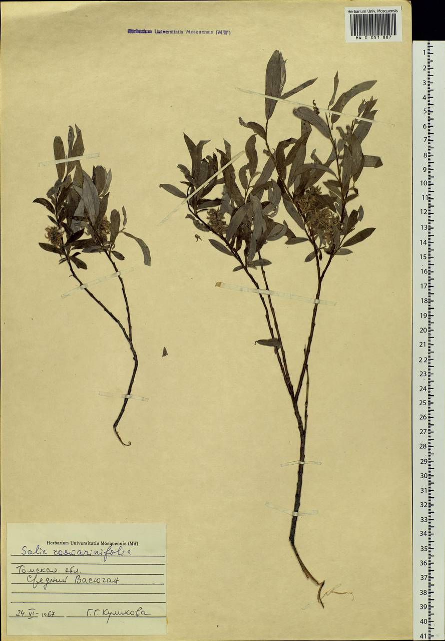 Salix rosmarinifolia L., Siberia, Western Siberia (S1) (Russia)
