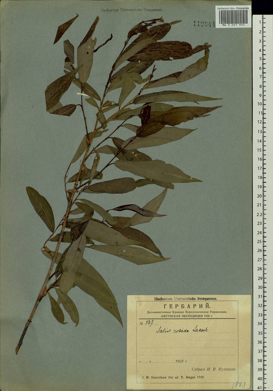 Salix rorida Lacksch., Siberia, Russian Far East (S6) (Russia)