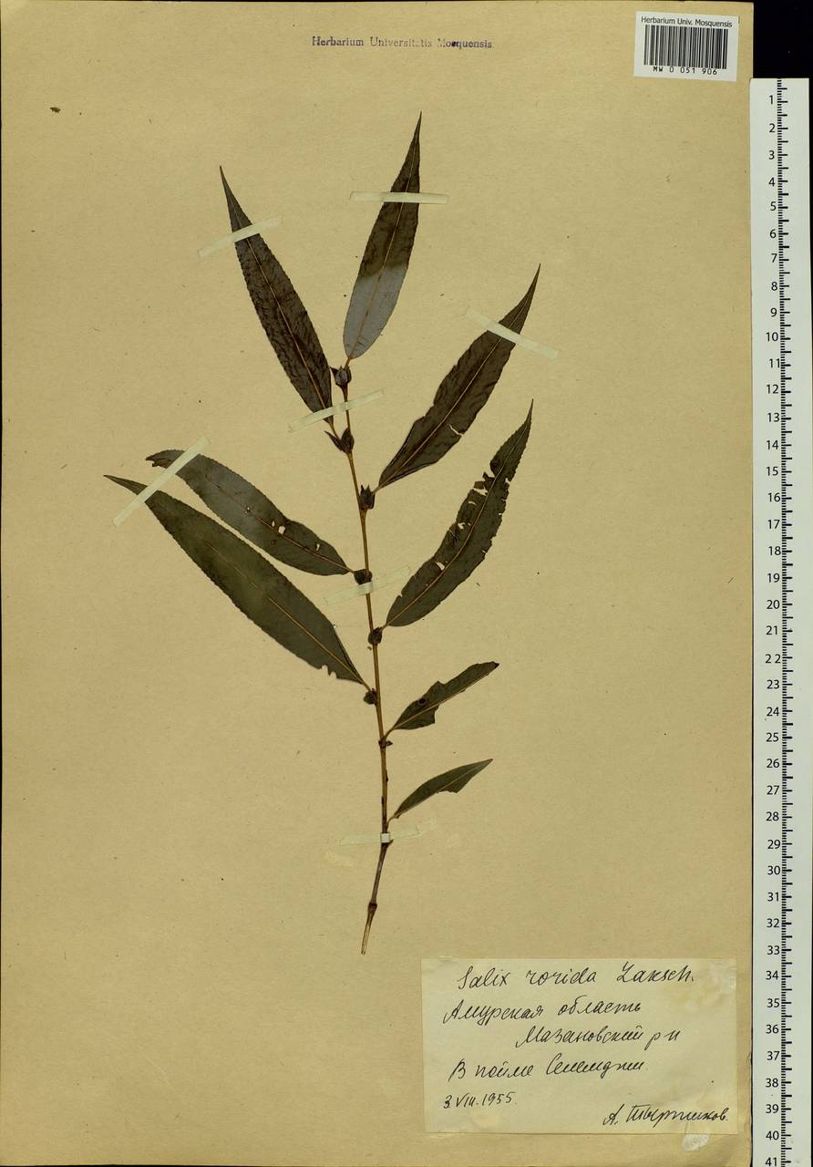 Salix rorida Lacksch., Siberia, Russian Far East (S6) (Russia)