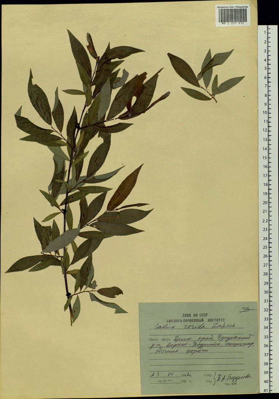 Salix rorida Laksch., Siberia, Russian Far East (S6) (Russia)