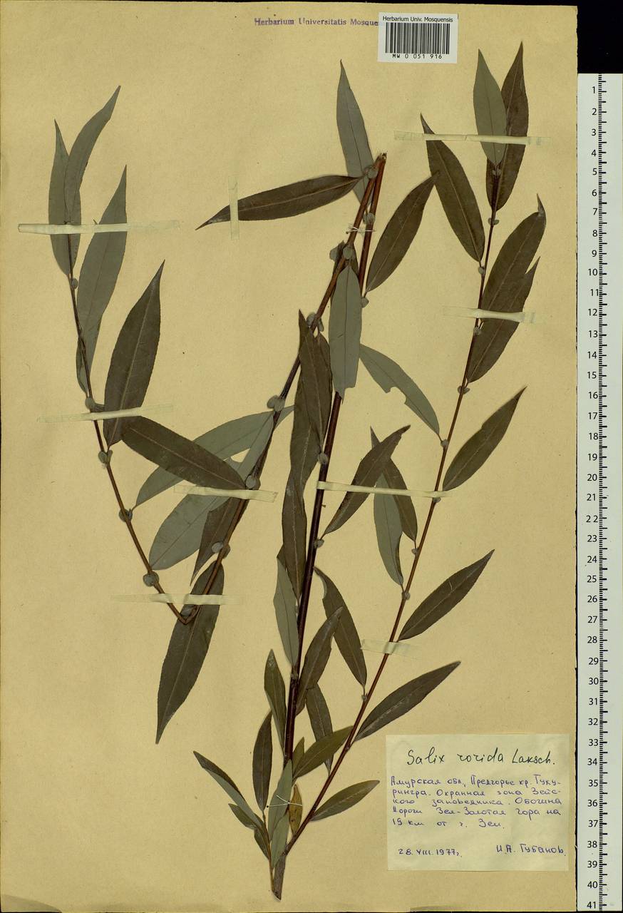 Salix rorida Lacksch., Siberia, Russian Far East (S6) (Russia)