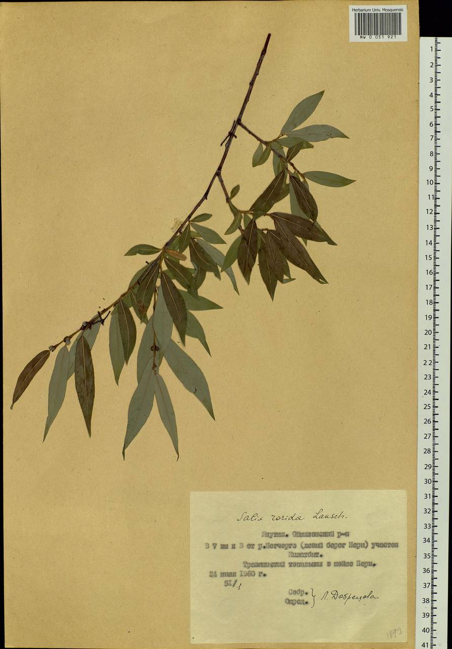 Salix rorida Lacksch., Siberia, Yakutia (S5) (Russia)