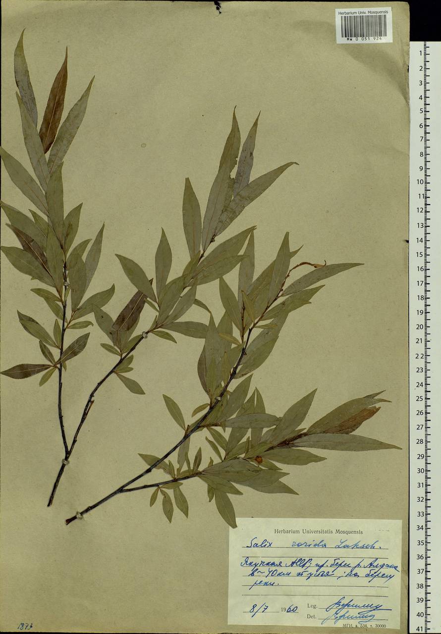 Salix rorida Lacksch., Siberia, Yakutia (S5) (Russia)