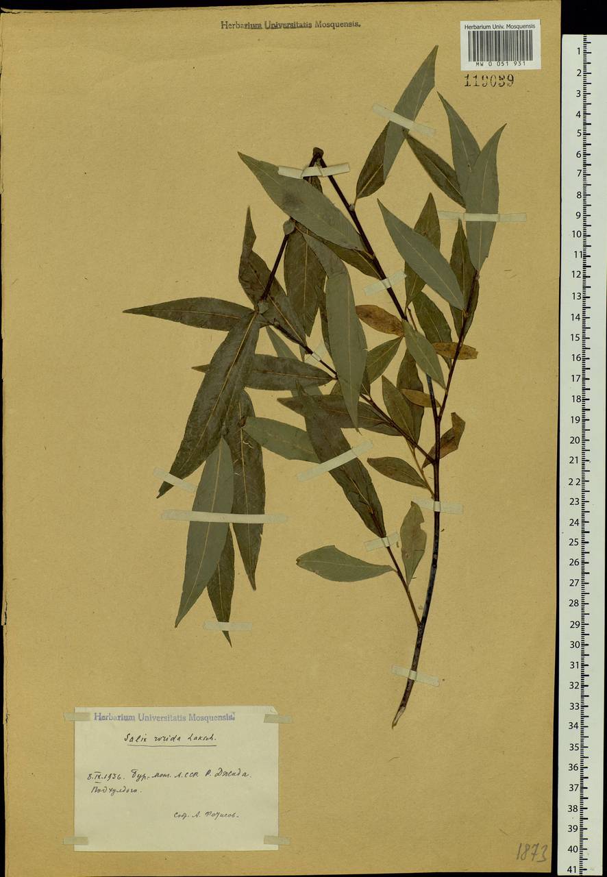 Salix rorida Lacksch., Siberia, Baikal & Transbaikal region (S4) (Russia)